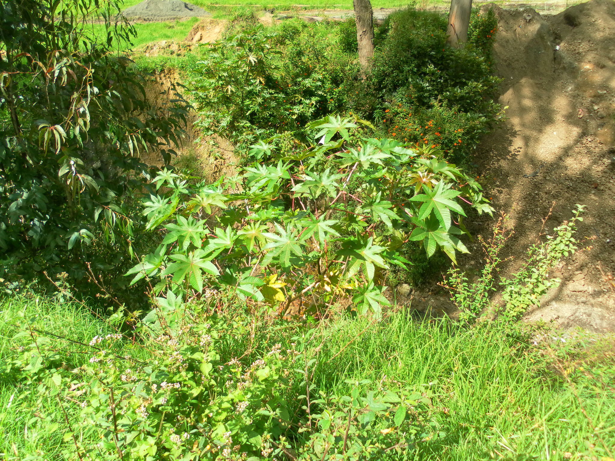 Ricinus image
