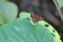 Pelopidas assamensis