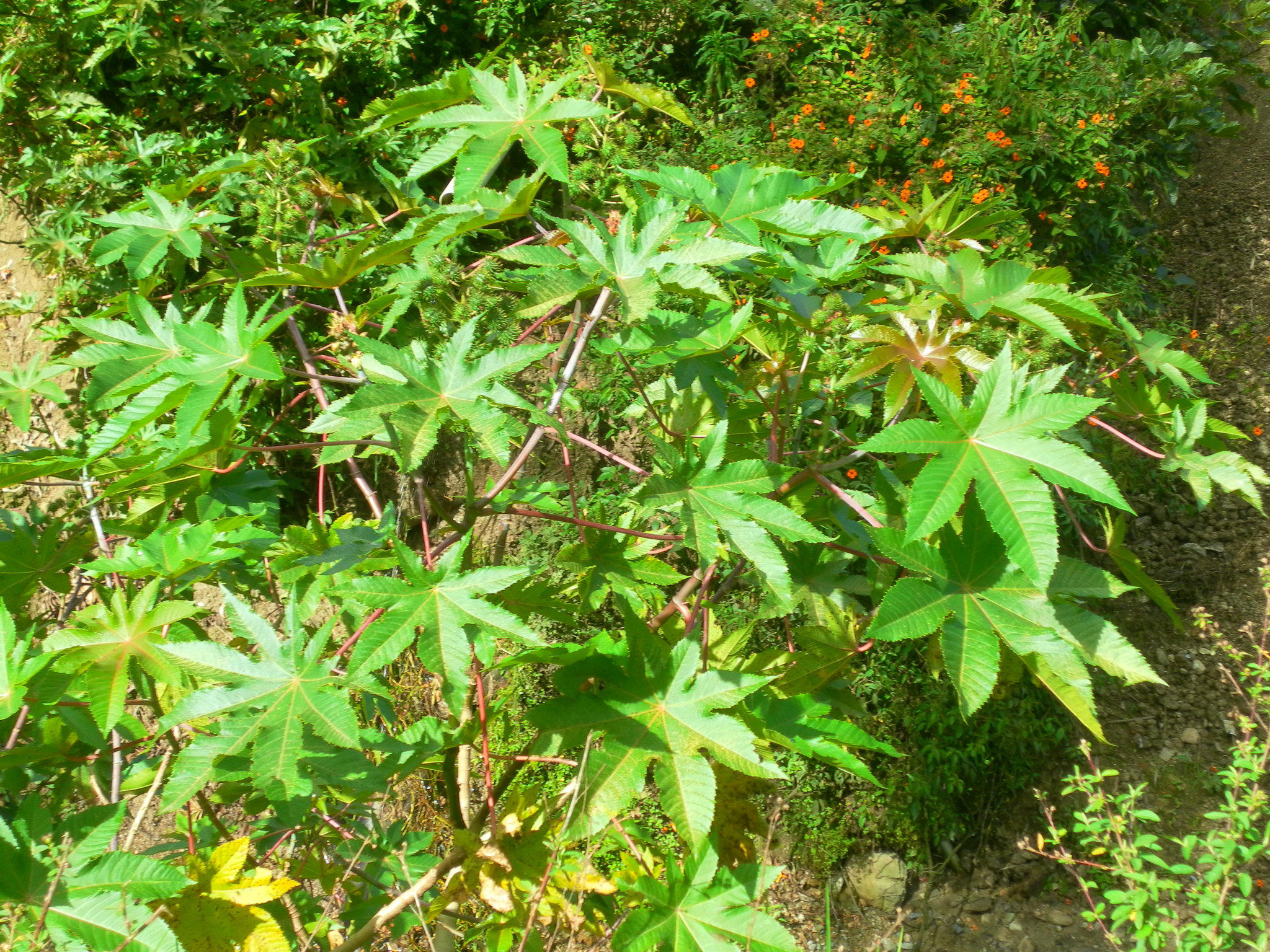 Euphorbiaceae image