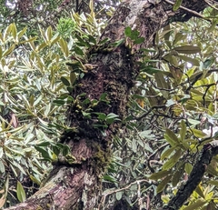 Bulbophyllum pectinatum