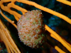 Gynandrocarpa placenta