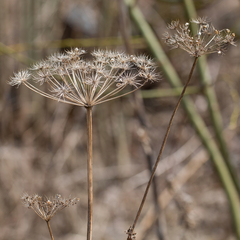 Selinum carvifolia