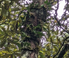 Bulbophyllum pectinatum