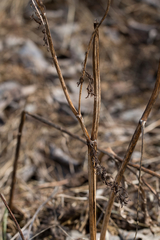 Selinum carvifolia