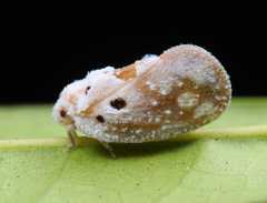 Nivalios punctatus
