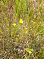 Ursinia quinquepartita