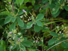 Desmodiastrum belgaumense