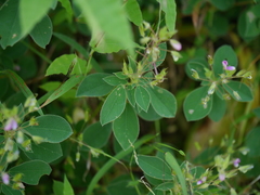 Desmodiastrum belgaumense