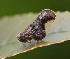 Cixioidea