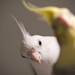 Domestic Cockatiel - Photo (c) Sam Hambly, some rights reserved (CC BY-NC), uploaded by Sam Hambly