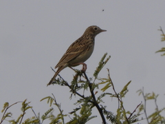 Anthus hellmayri