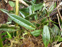 Pleurothallis discoidea