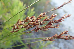 Elegia hookeriana
