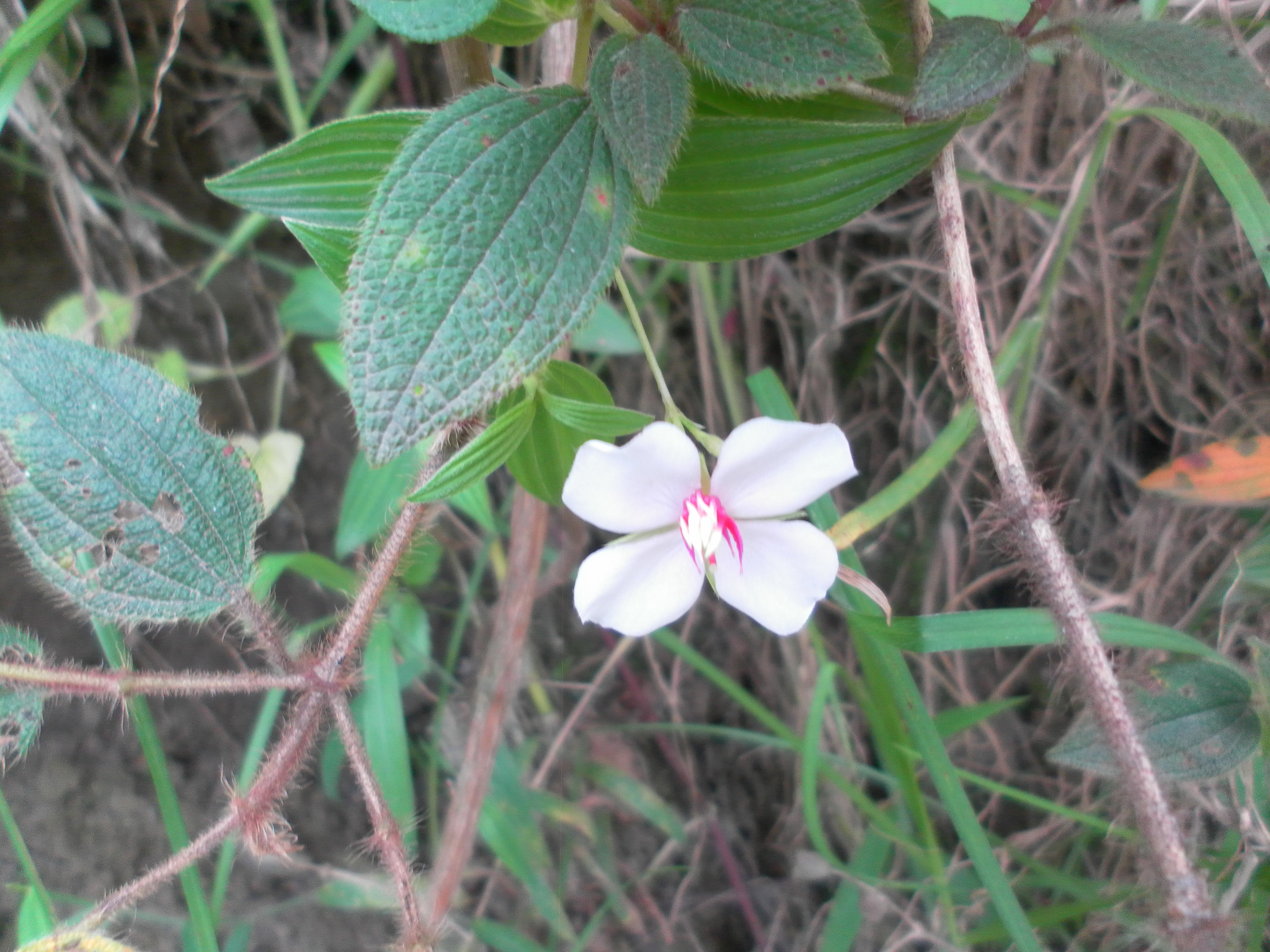 Monochaetum lineatum image
