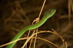 Trimeresurus macrops