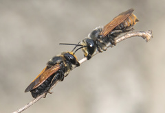 Creightonella