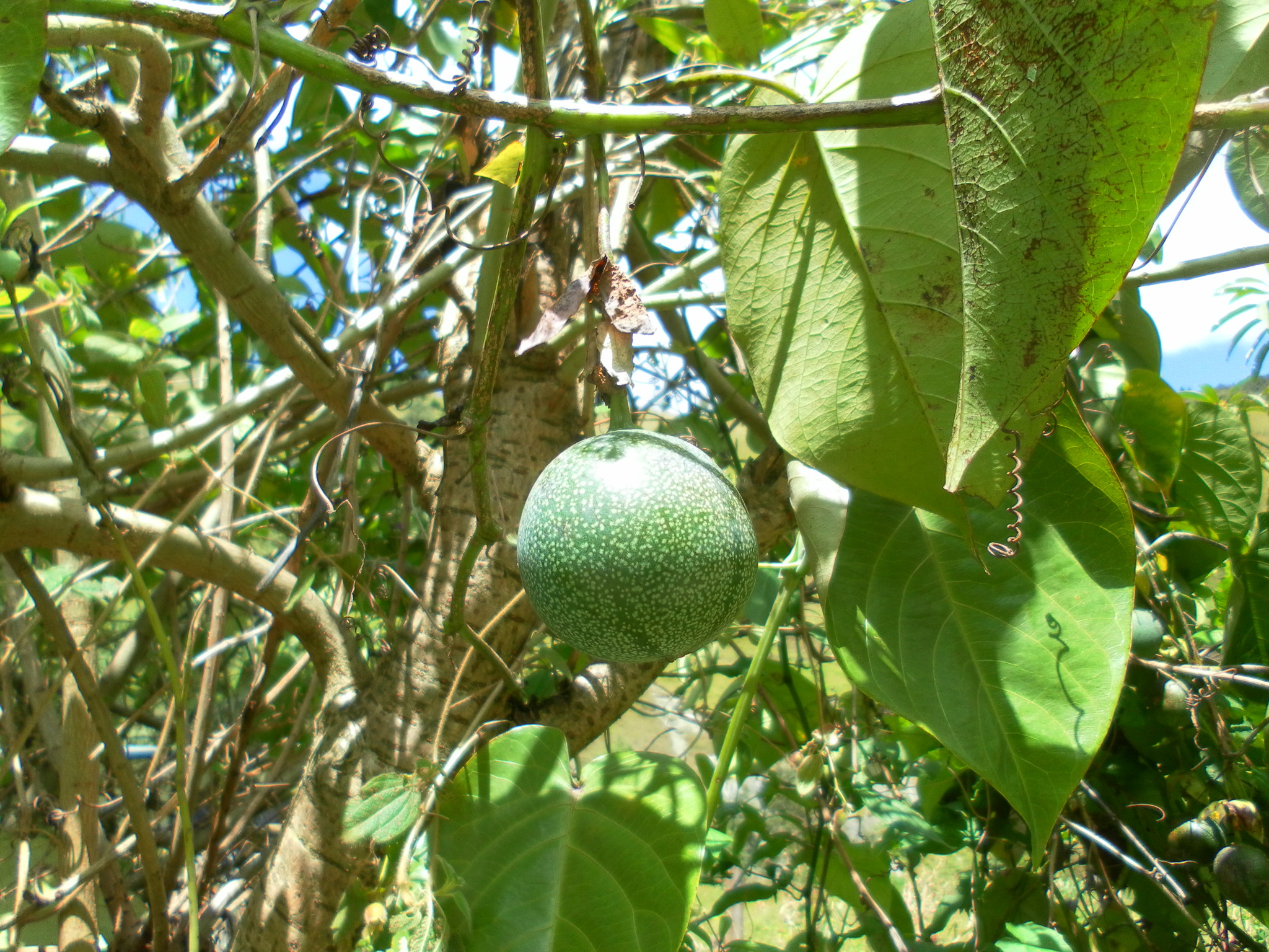 Passiflora ligularis image