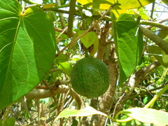 Passiflora ligularis image