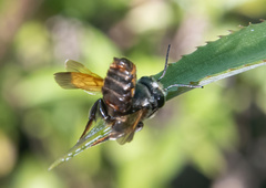 Creightonella