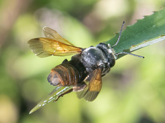 Creightonella