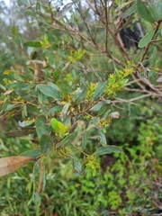 Eucalyptus acaciiformis
