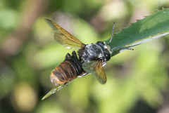 Creightonella