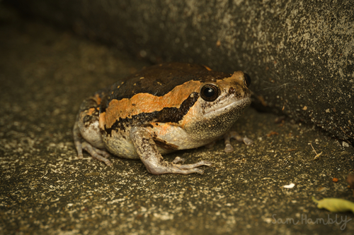 Asian Painted Frog, photo 5 of 9