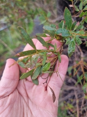 Eucalyptus acaciiformis