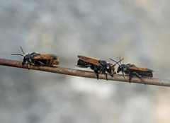 Megachile atrata