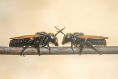 Megachile atrata