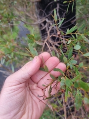 Eucalyptus acaciiformis