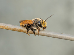 Creightonella