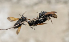 Creightonella