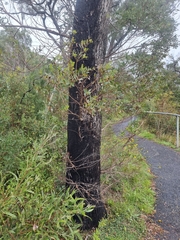 Eucalyptus acaciiformis