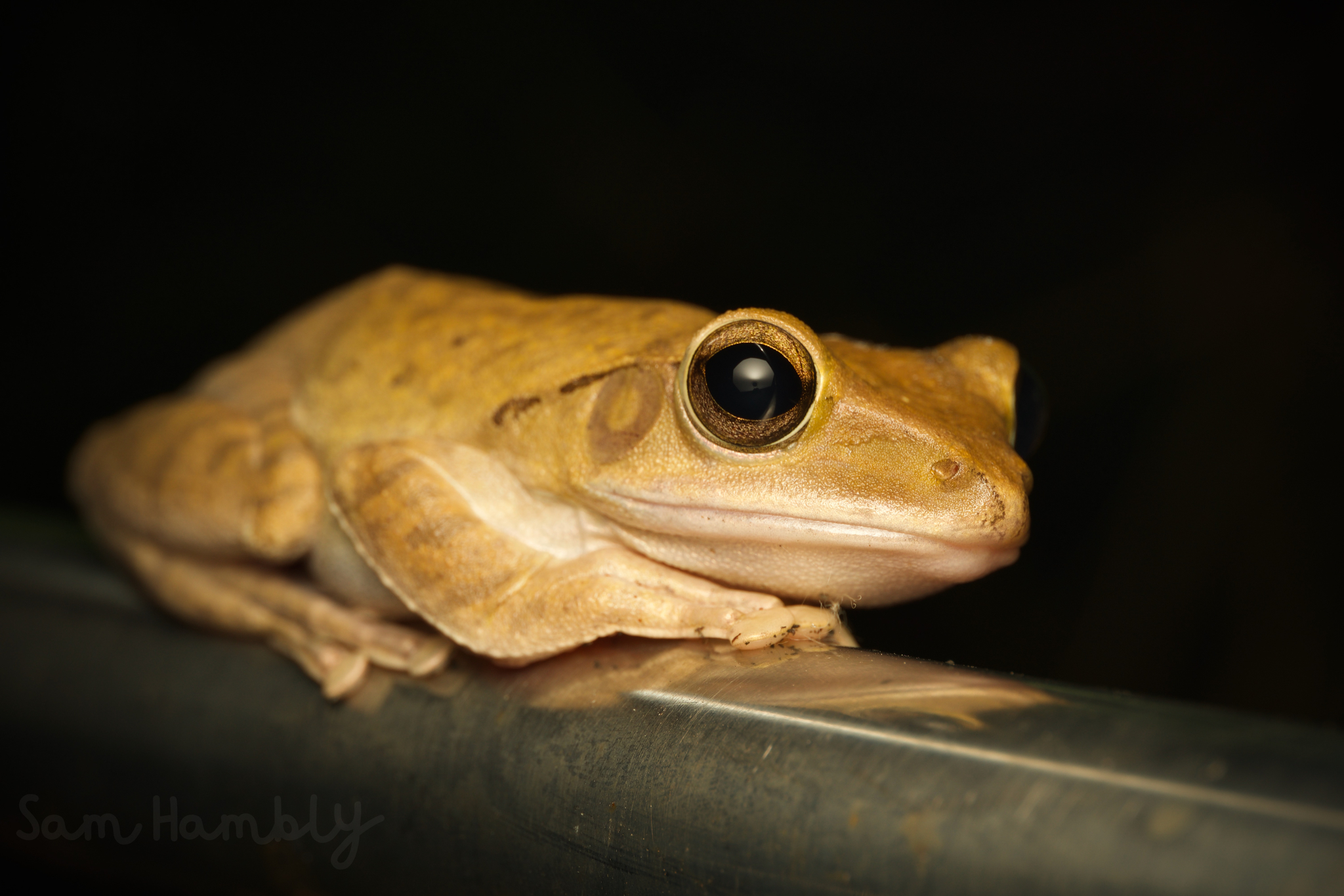 yellow orange frog