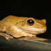 Brown Tree Frog - Photo (c) Sam Hambly, some rights reserved (CC BY-NC), uploaded by Sam Hambly