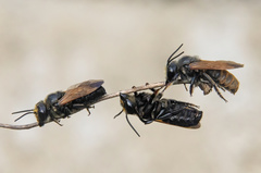 Creightonella