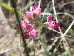 Dolichos hastiformis