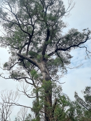 Eucalyptus acaciiformis