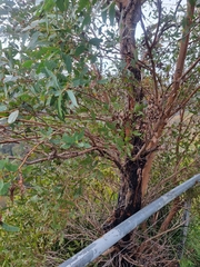 Eucalyptus acaciiformis