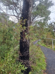 Eucalyptus acaciiformis