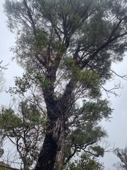 Eucalyptus acaciiformis