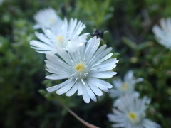 Delosperma uncinatum