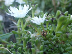 Delosperma uncinatum