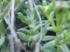 Delosperma uncinatum
