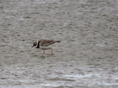 Charadrius hiaticula tundrae