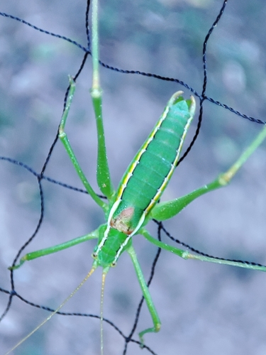 Odontura glabricauda
