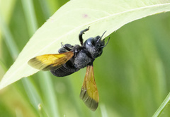 Megachile atrata