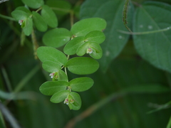 Euphorbia notoptera