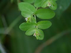 Euphorbia notoptera